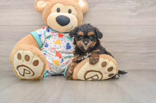 MARIANNE, a Cavapoo littermate