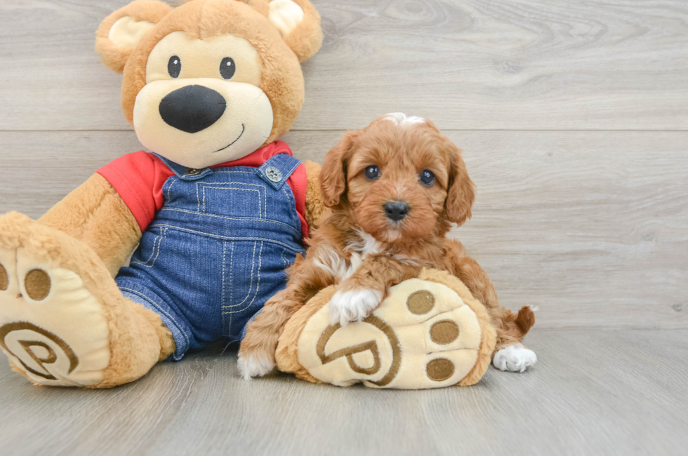 5 week old Cavapoo Puppy For Sale - Fairfield Furbabies