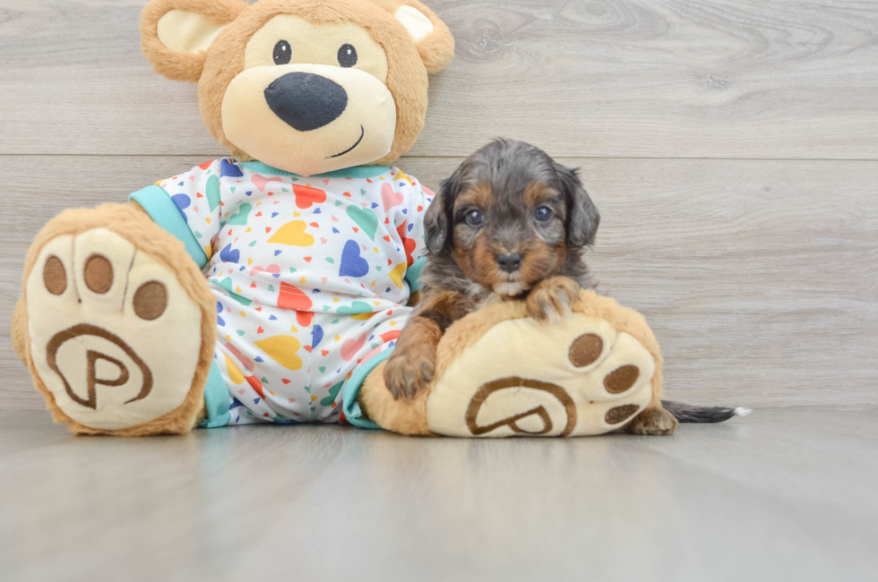 7 week old Cavapoo Puppy For Sale - Fairfield Furbabies