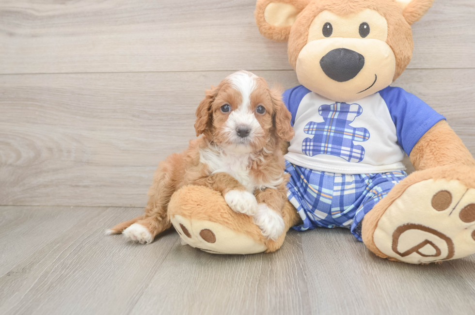 7 week old Cavapoo Puppy For Sale - Fairfield Furbabies