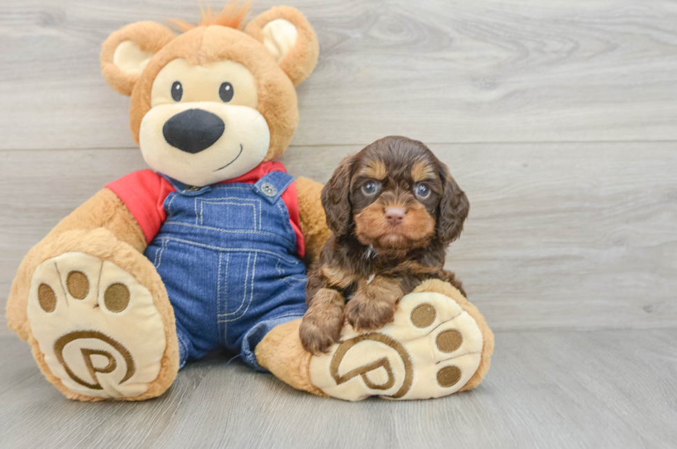 6 week old Cavapoo Puppy For Sale - Fairfield Furbabies