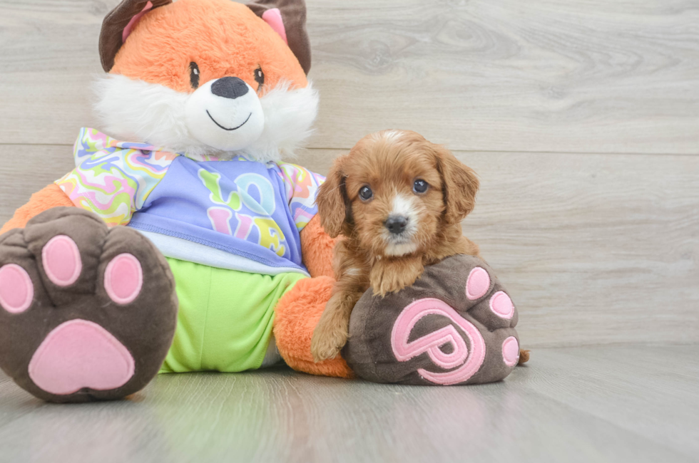 5 week old Cavapoo Puppy For Sale - Fairfield Furbabies