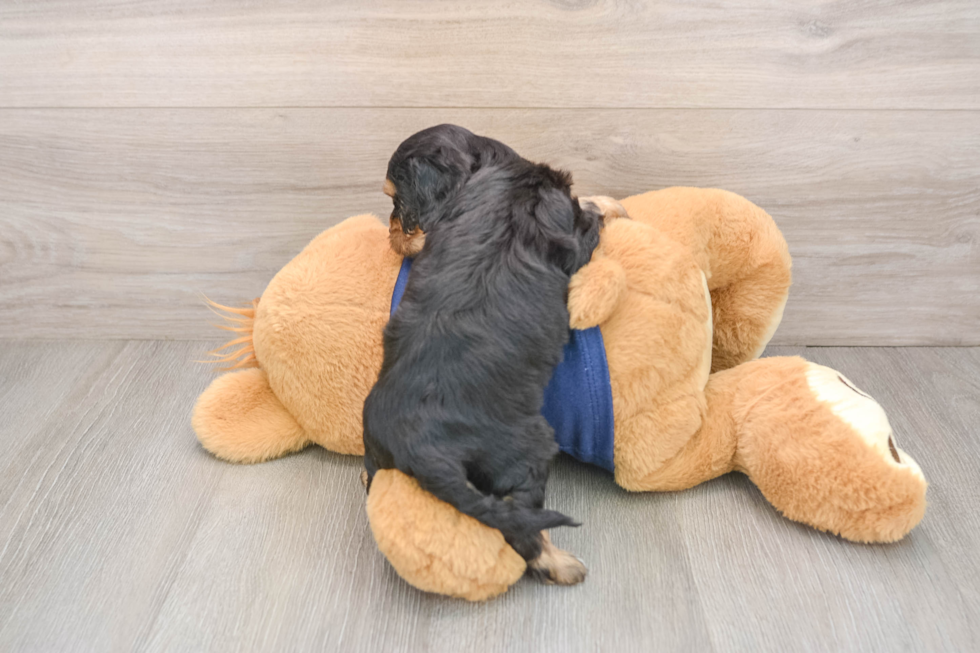 Energetic Cavoodle Poodle Mix Puppy