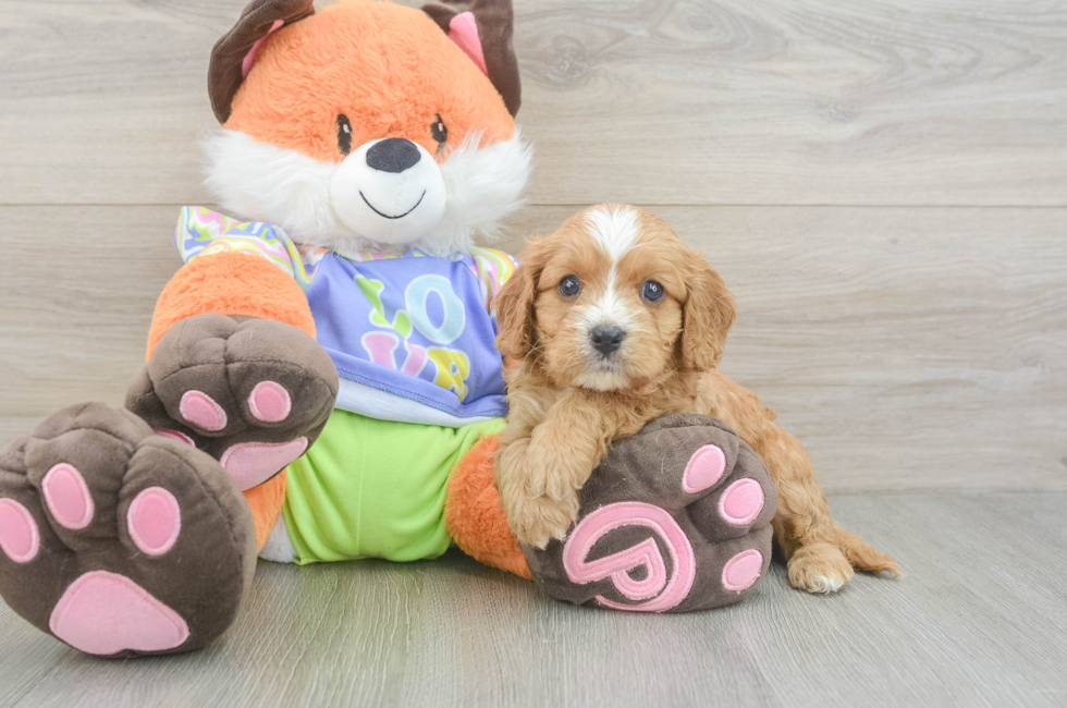 5 week old Cavapoo Puppy For Sale - Fairfield Furbabies