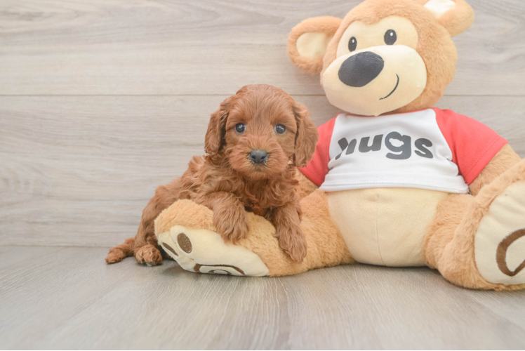 Small Cavapoo Baby