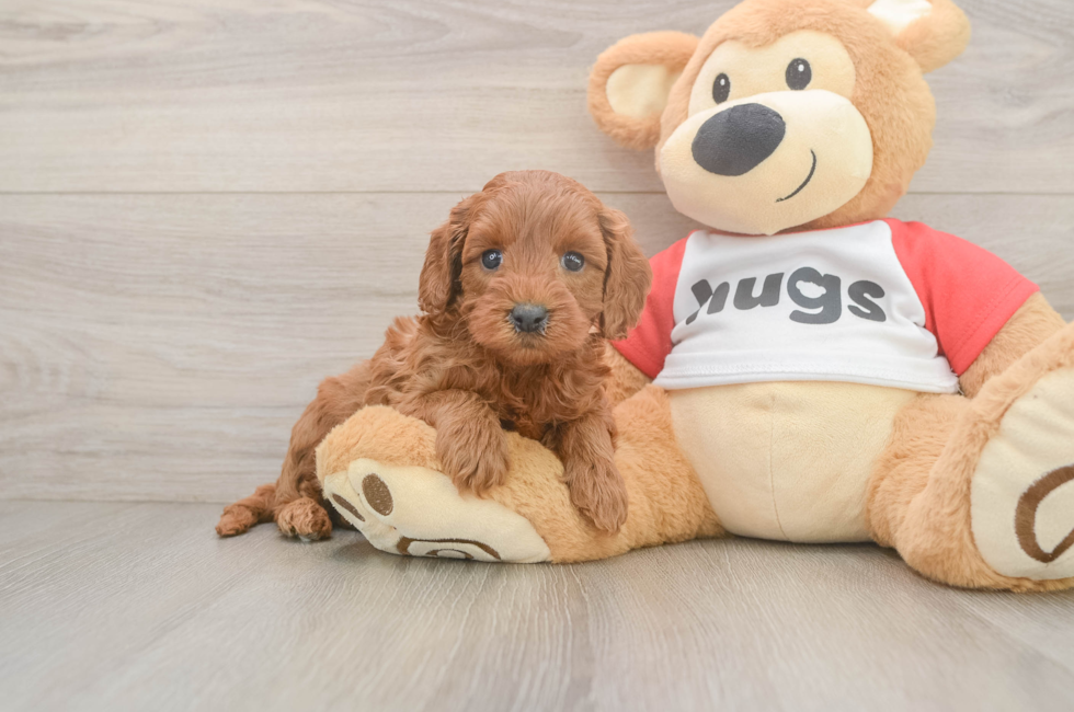 5 week old Cavapoo Puppy For Sale - Fairfield Furbabies