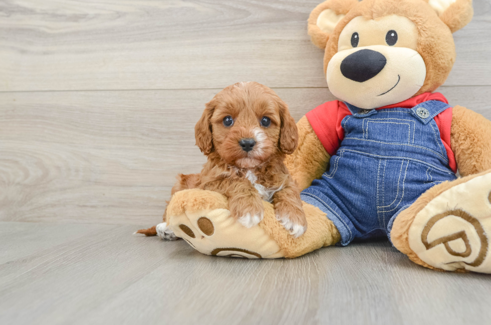 5 week old Cavapoo Puppy For Sale - Fairfield Furbabies