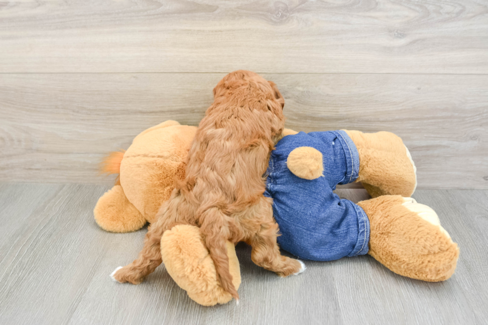 Energetic Cavoodle Poodle Mix Puppy