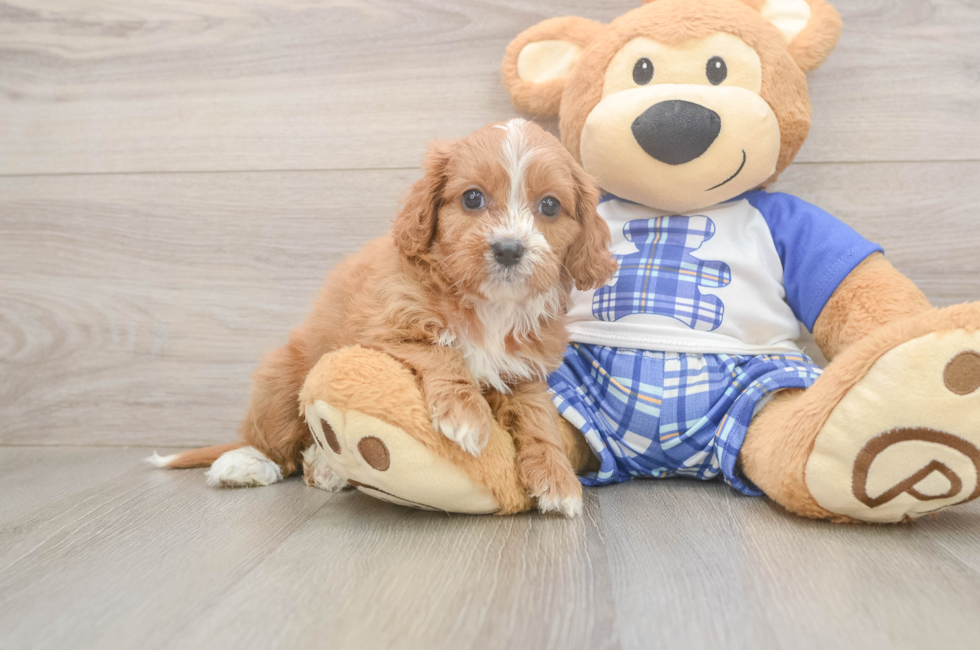 7 week old Cavapoo Puppy For Sale - Fairfield Furbabies