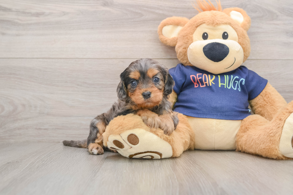 Cavapoo Pup Being Cute