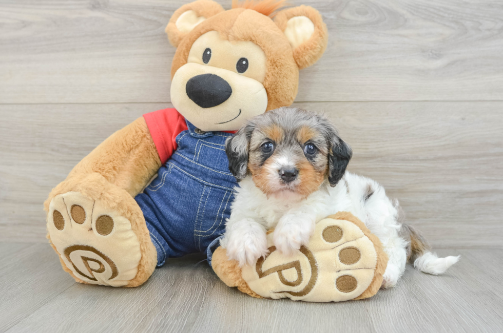 6 week old Cavapoo Puppy For Sale - Fairfield Furbabies