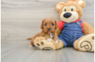 Playful Cavapoodle Poodle Mix Puppy