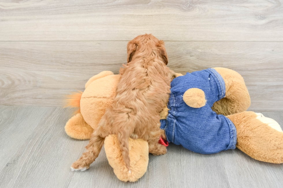 Popular Cavapoo Poodle Mix Pup