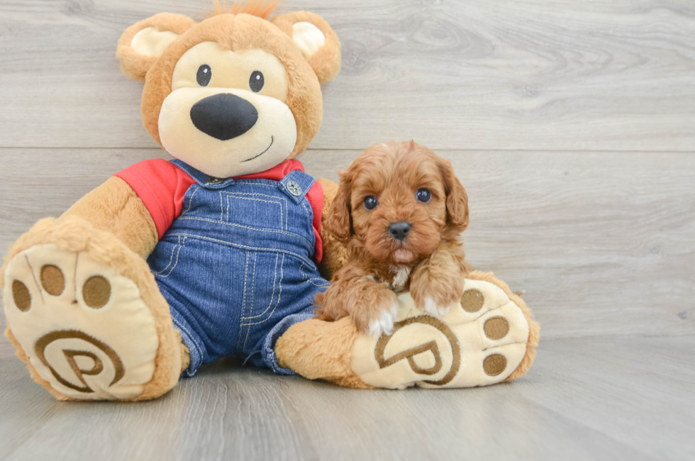 5 week old Cavapoo Puppy For Sale - Fairfield Furbabies