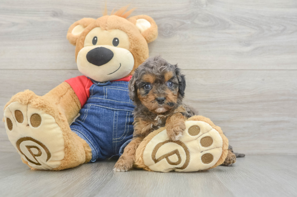 7 week old Cavapoo Puppy For Sale - Fairfield Furbabies