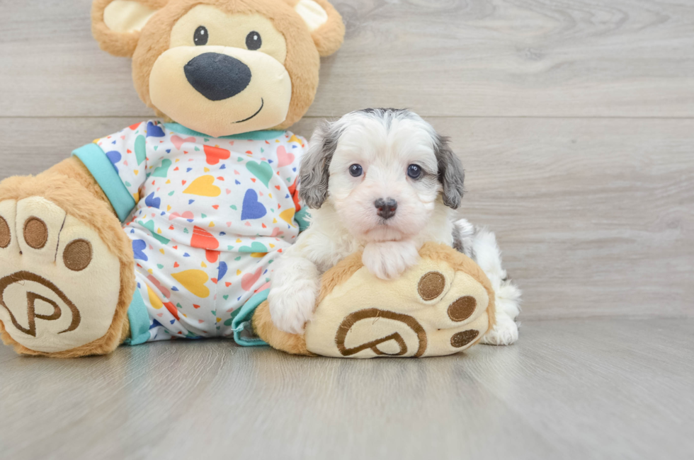 7 week old Cavapoo Puppy For Sale - Fairfield Furbabies
