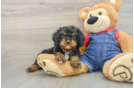 Fluffy Cavapoo Poodle Mix Pup