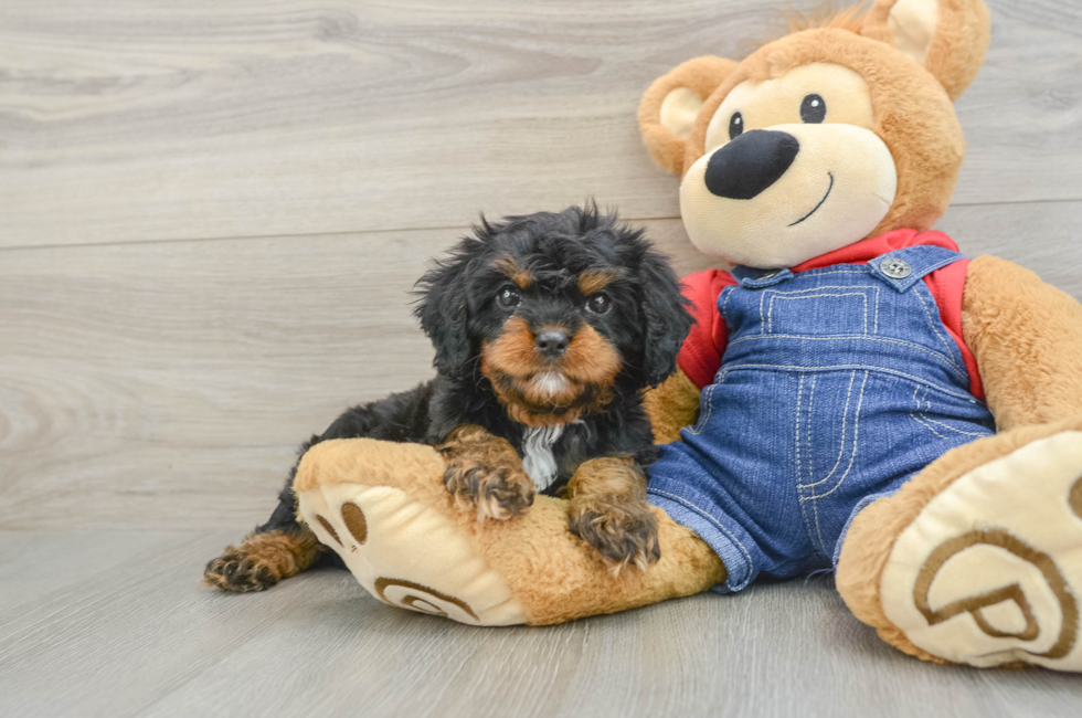 7 week old Cavapoo Puppy For Sale - Fairfield Furbabies