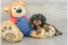 Small Cavapoo Baby