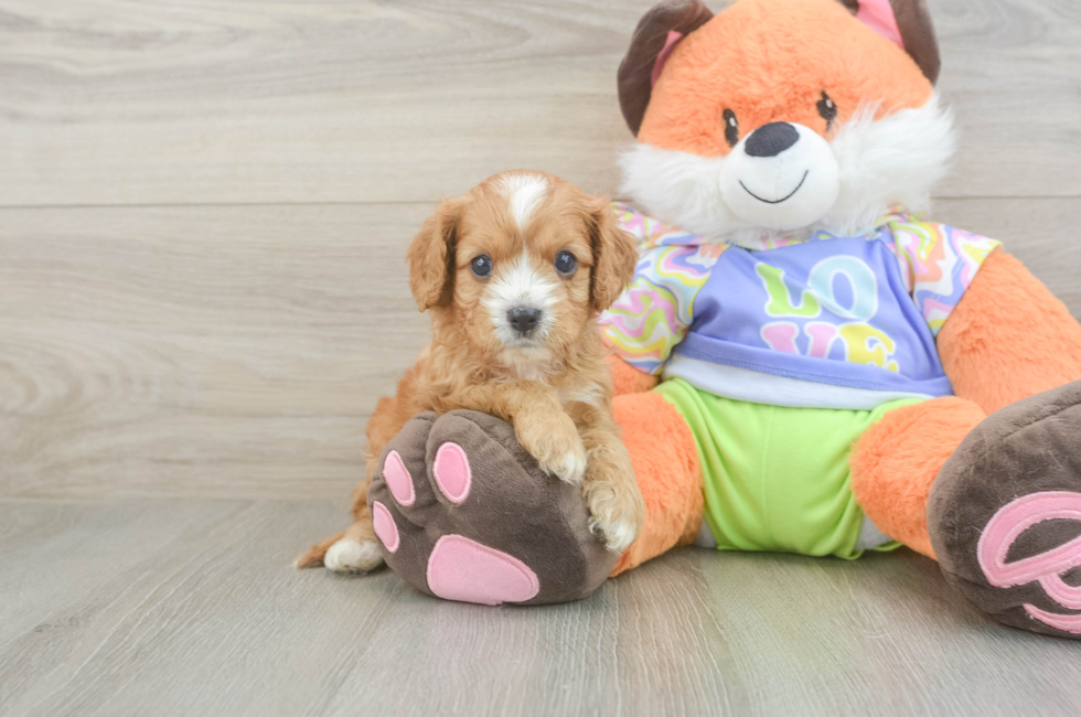 5 week old Cavapoo Puppy For Sale - Fairfield Furbabies