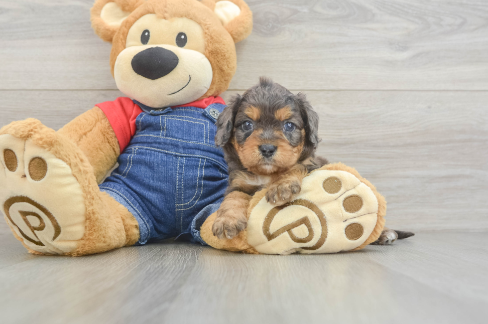 7 week old Cavapoo Puppy For Sale - Fairfield Furbabies
