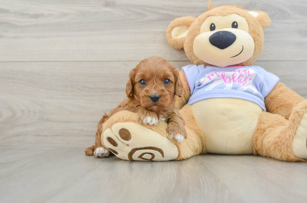 6 week old Cavapoo Puppy For Sale - Fairfield Furbabies
