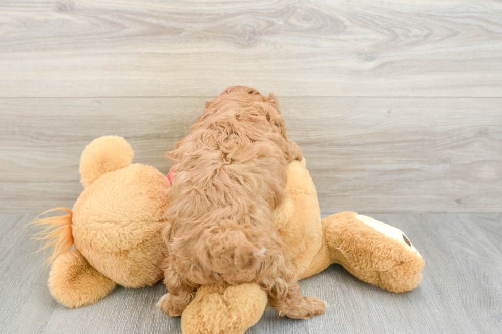 Cavapoo Puppy for Adoption