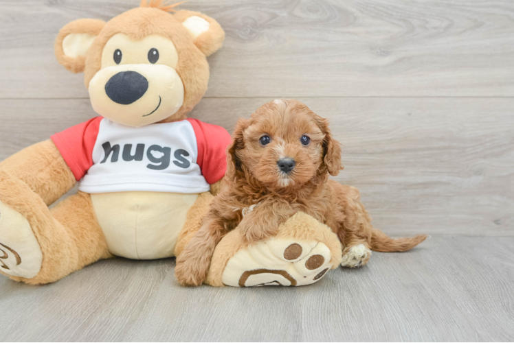Playful Cavapoodle Poodle Mix Puppy