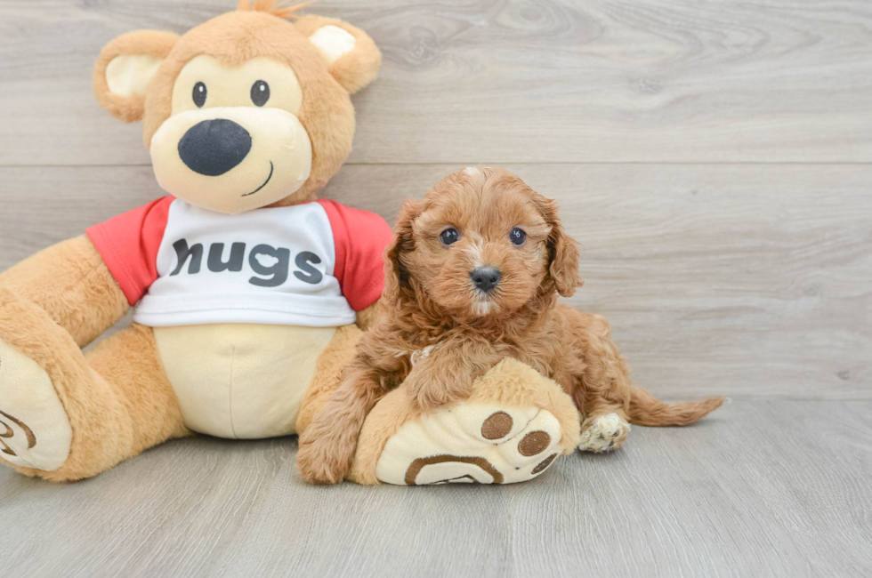 7 week old Cavapoo Puppy For Sale - Fairfield Furbabies