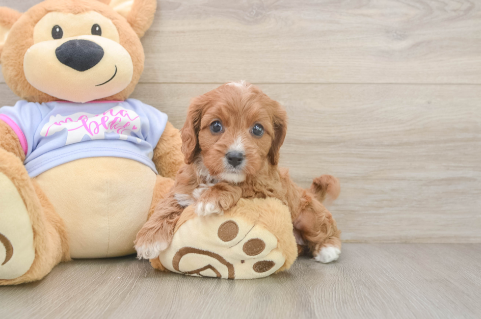 6 week old Cavapoo Puppy For Sale - Fairfield Furbabies