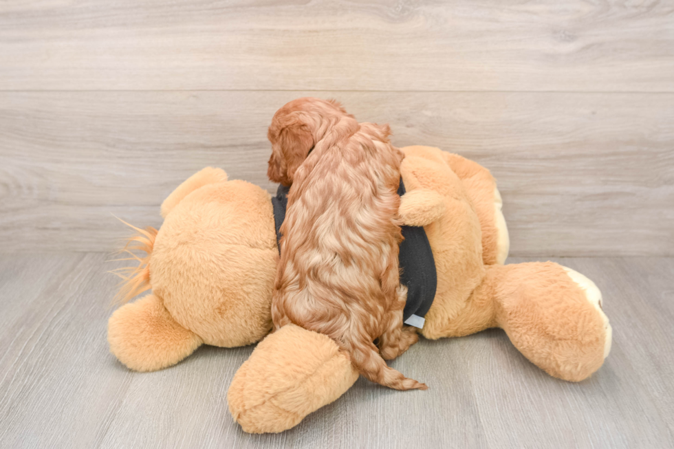Friendly Cavapoo Baby