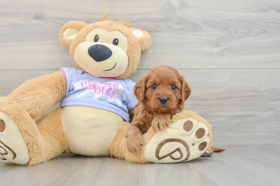6 week old Cavapoo Puppy For Sale - Fairfield Furbabies