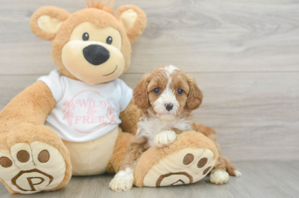 5 week old Cavapoo Puppy For Sale - Fairfield Furbabies