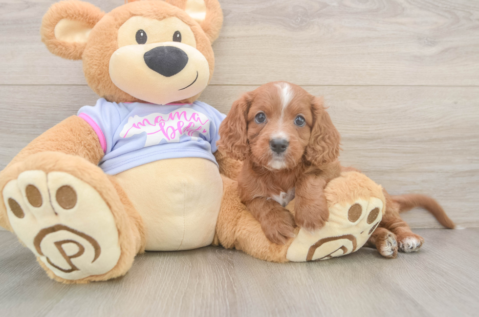 6 week old Cavapoo Puppy For Sale - Fairfield Furbabies