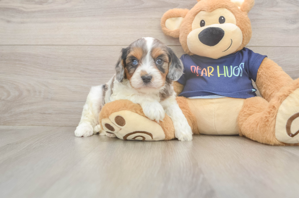 7 week old Cavapoo Puppy For Sale - Fairfield Furbabies