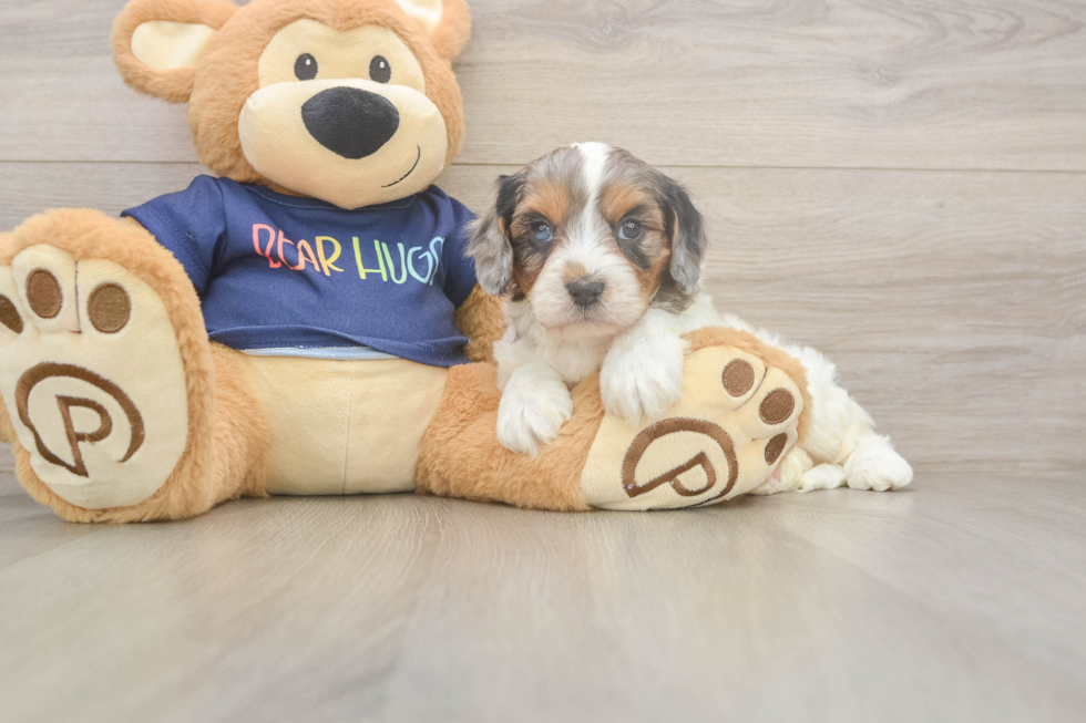 Cavapoo Pup Being Cute