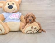 8 week old Cavapoo Puppy For Sale - Fairfield Furbabies