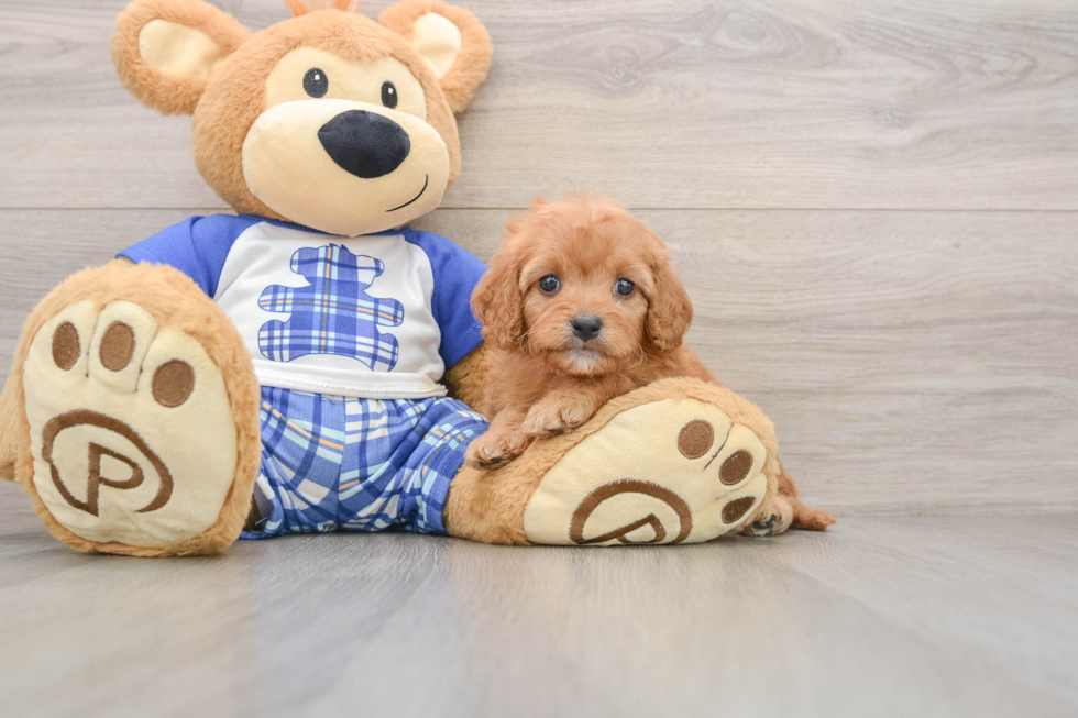 Adorable Cavalier King Charles Spaniel and Poodle Mix Poodle Mix Puppy