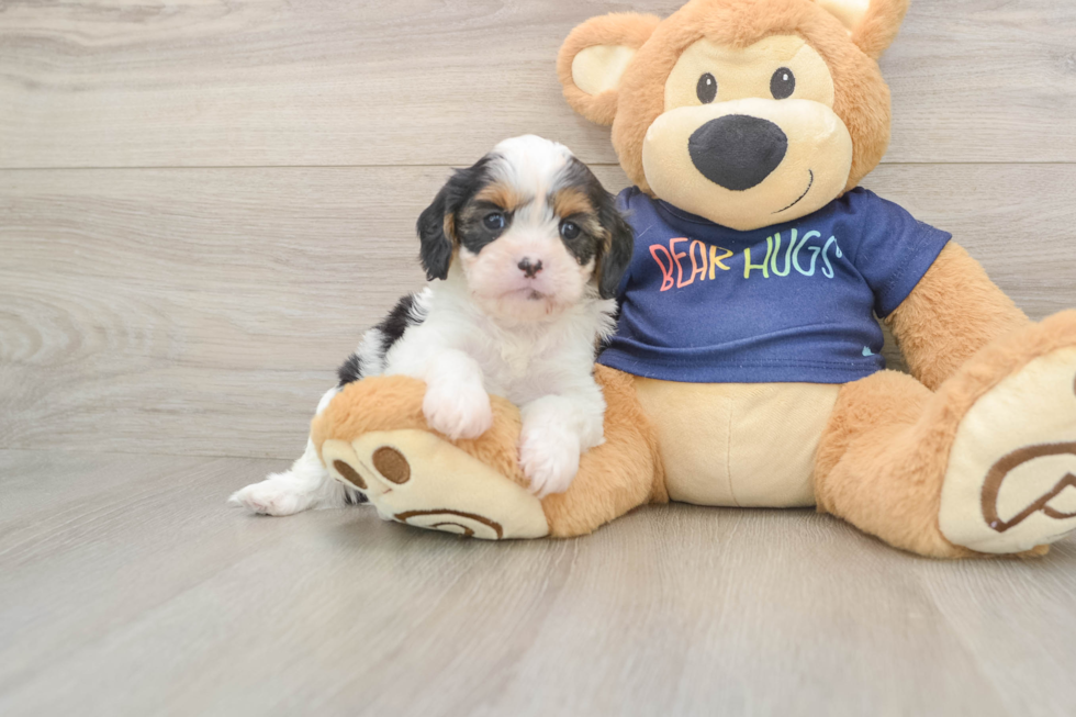 Hypoallergenic Cavadoodle Poodle Mix Puppy