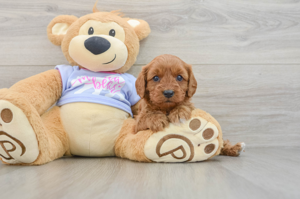 6 week old Cavapoo Puppy For Sale - Fairfield Furbabies