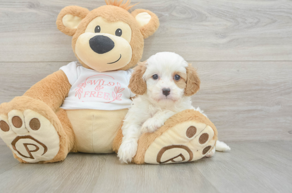 5 week old Cavapoo Puppy For Sale - Fairfield Furbabies