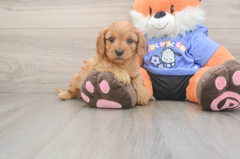 5 week old Cavapoo Puppy For Sale - Fairfield Furbabies