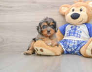 8 week old Cavapoo Puppy For Sale - Fairfield Furbabies