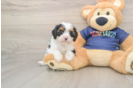 Fluffy Cavapoo Poodle Mix Pup