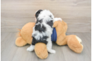 Best Cavapoo Baby