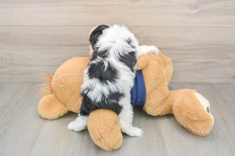 Best Cavapoo Baby