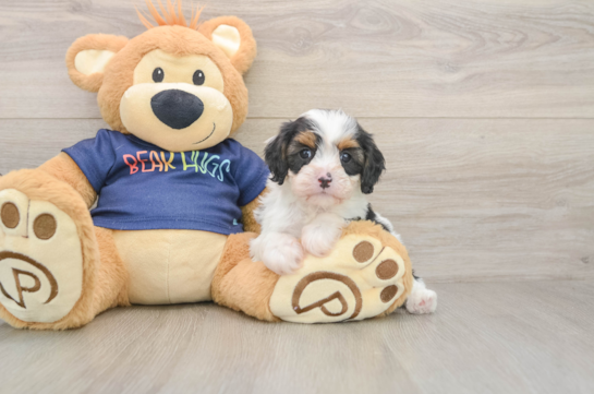 Best Cavapoo Baby