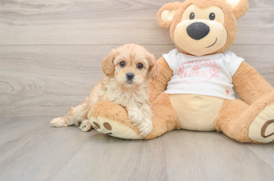 NATALIA, a Cavapoo littermate