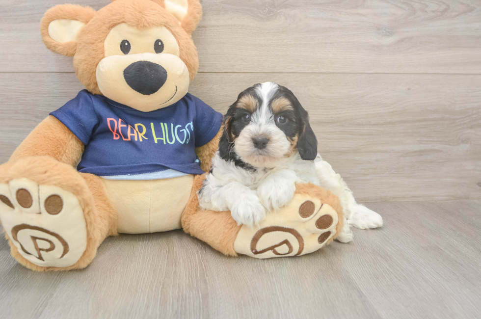 7 week old Cavapoo Puppy For Sale - Fairfield Furbabies