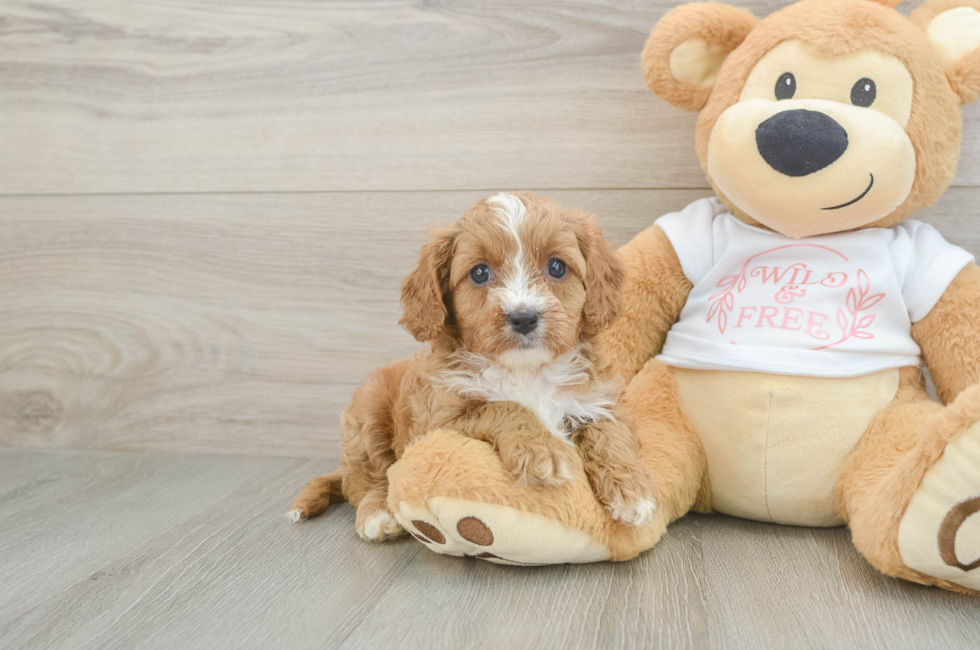 5 week old Cavapoo Puppy For Sale - Fairfield Furbabies
